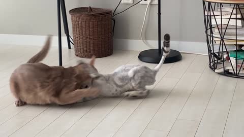 Video of two cats fighting