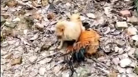 Chicken versus dog fight