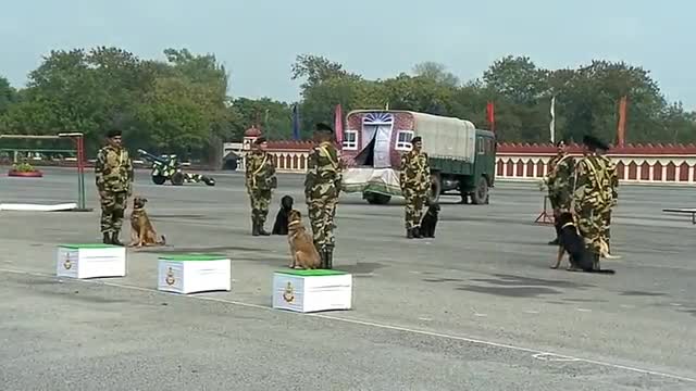 Amazing dog trained bsf