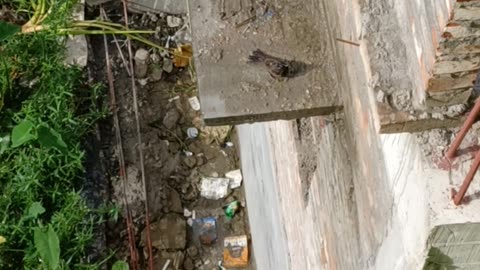 CHULBULI BIRDS