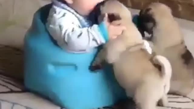 Short clip 3: baby and the pup