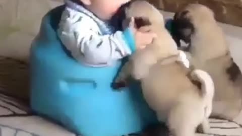 Short clip 3: baby and the pup