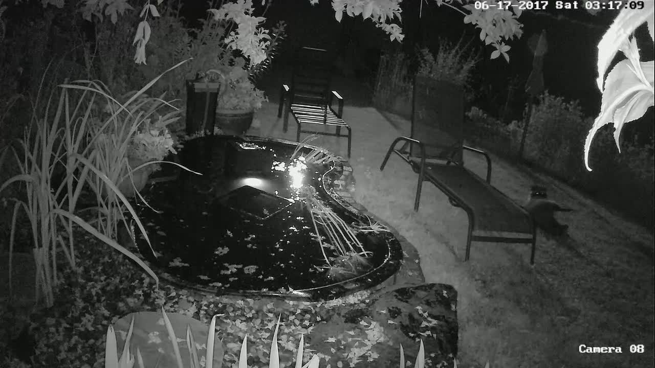 Pair of raccoons go for dip in backyard pond