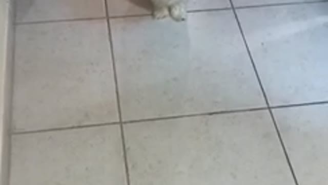 Small white dog gets closer as the camera goes back and forth