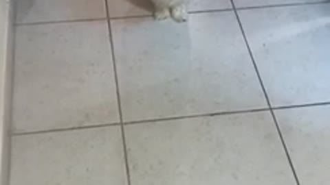 Small white dog gets closer as the camera goes back and forth