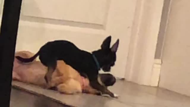 Little big bully