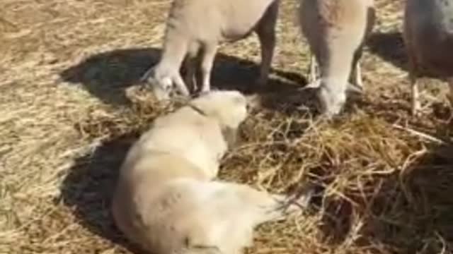 Sheepdog Is Supposed To Be Guarding Sheep But Has Other Plans In Mind