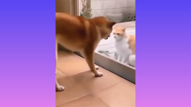 Cats and dogs fighting very | funny Try not to laugh