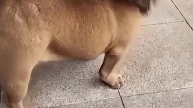 🤣Funny dog video🤣