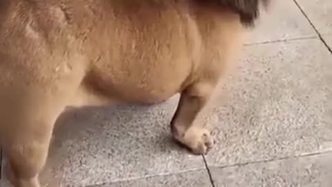 🤣Funny dog video🤣