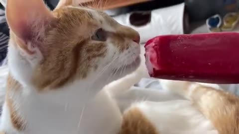 Cute cat and very emotional moment