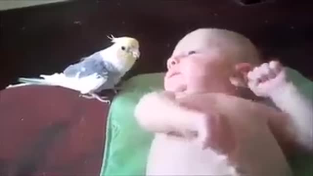 talkative parrot singing gor a baby