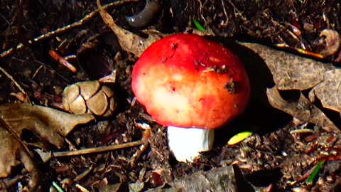 Mushroom