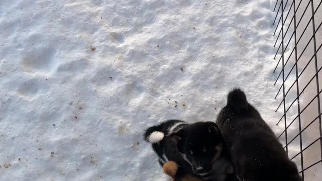 Shiba puppies snow