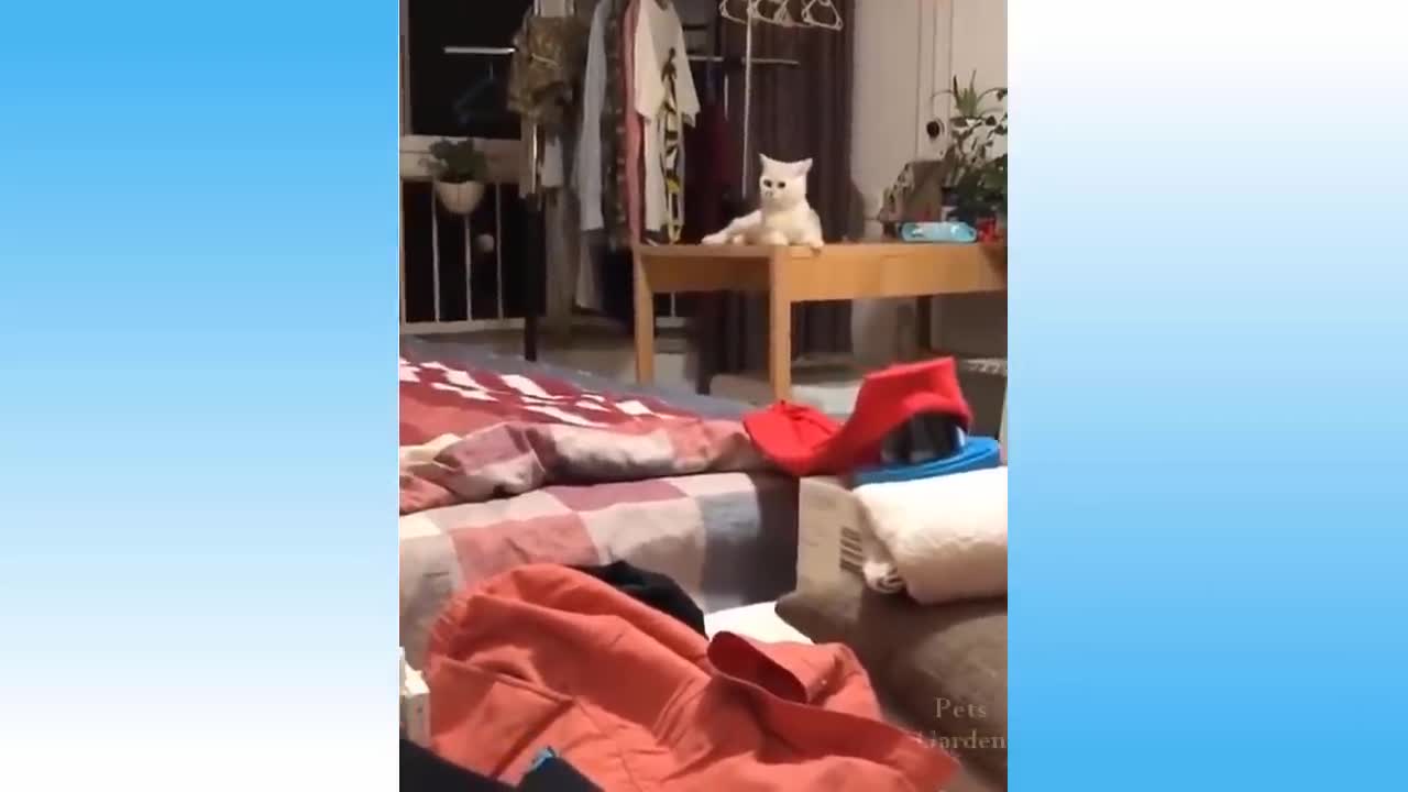 funny cute cats