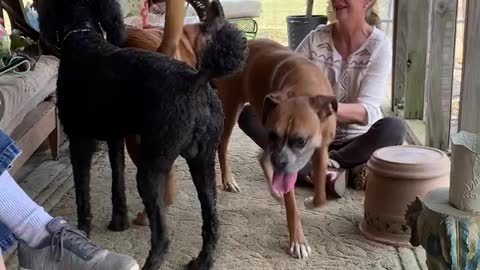 Porch full of happy pups