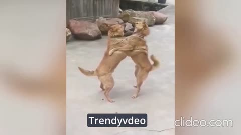 Funny Animal Videos