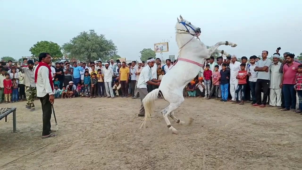 Horse Moonwalk | Animal Dance