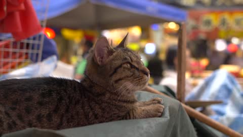 CU of Cat laid in Busy Market