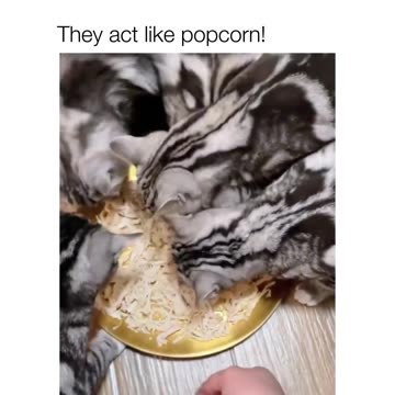 "Starving for Attention: The Endearing Quirk of Cats Acting Hungry 24/7"