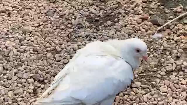 Pigeons eating food