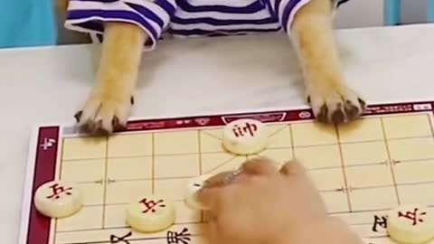 the dog play game