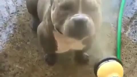 Best Funny Animal Videos 2022 😺 Funny Dog Videos 2022 😁 Funniest Dog Videos 😁😇