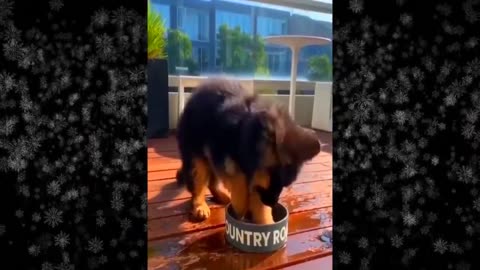 Funny cat videos 2024