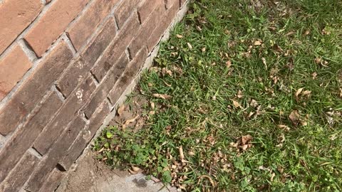 lawn urination