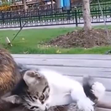 Mama Cats' Reaction When Kitten Biting Her Tail