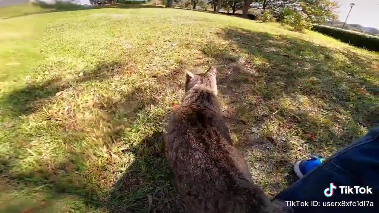 Cute cat walking around