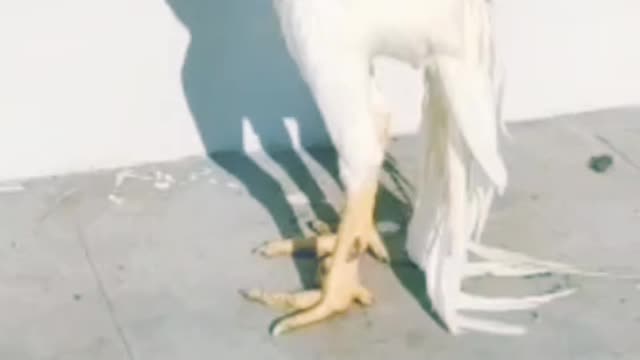 Parot Beak Aseel