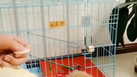 Cute baby dog | doge training