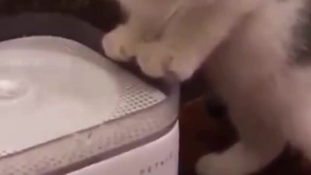 Watch this pets go crazy, really funny and cute