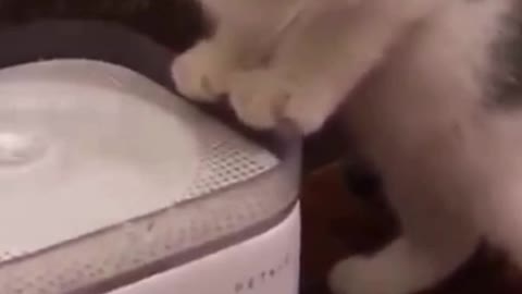 Watch this pets go crazy, really funny and cute