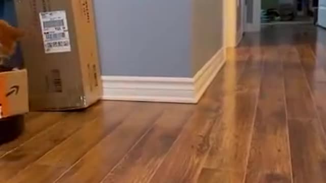 Kitty is a courier