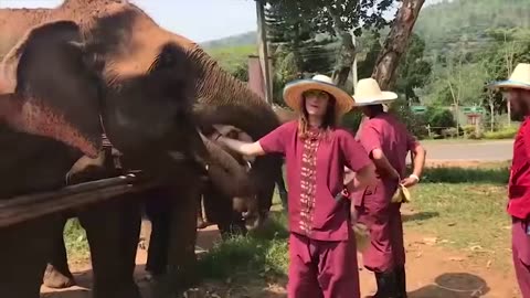 Vídeos engraçados de animais!