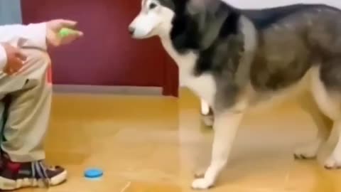 Cat & dog funniest movement 😹 # funny shorts
