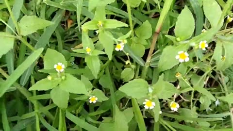 Wild grass flower yellow and white Nature 2023