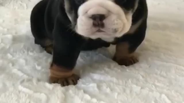 Cute puppy funny