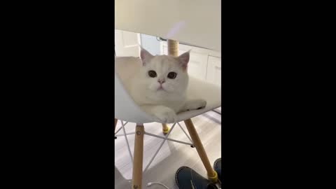 Cute Cat | Cute Pets Funny Animals Compilation 2021