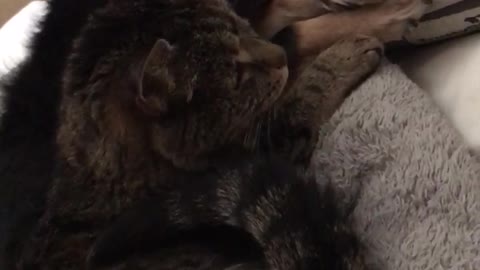 Black dog and grey cat laying down dog growls