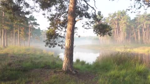 Natural Forest View with Multiple Angles