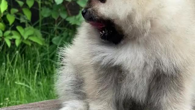 Very beautiful puppy on the chair