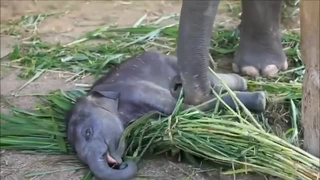 What A Baby Elephant--- funny video