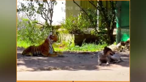 🐱 Funny Cat And Dog Videos Try Not To Laugh 🤣 | Super Dog