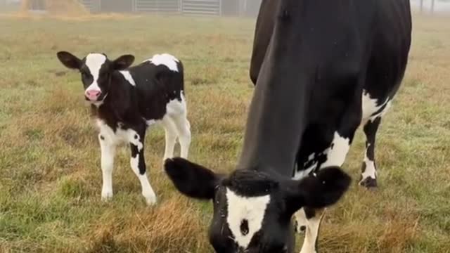 It seemed to me that the calf had just learned to walk