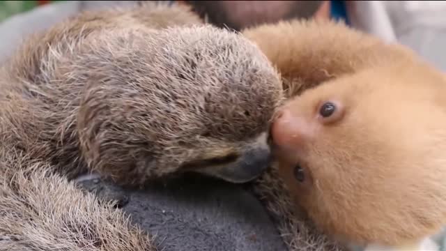 Cute baby sloths
