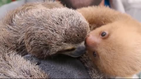 Cute baby sloths