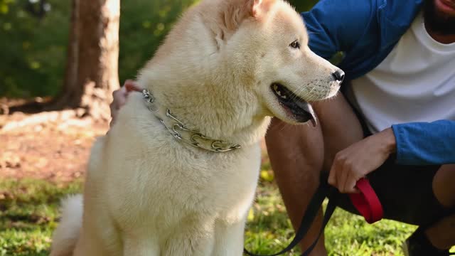 Dog videos playing dog videos